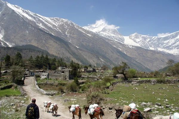 Himalaia annapurna caminhada — Fotografia de Stock