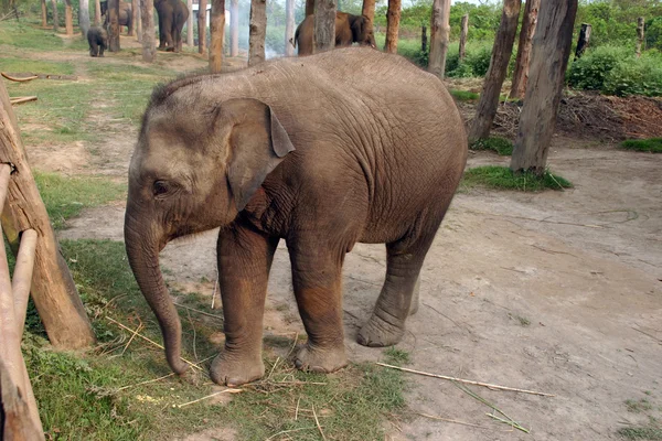 Ελέφαντες Νεπάλ — Φωτογραφία Αρχείου