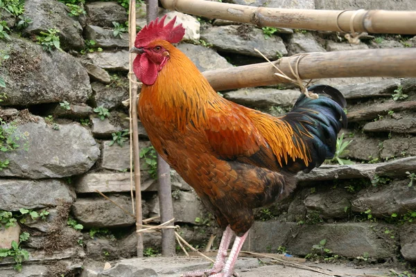 Hen in the mountains