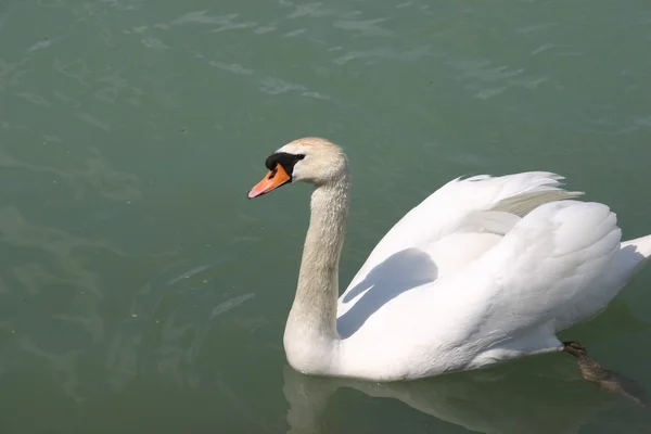 stock image Swan at Balaton in Hungary