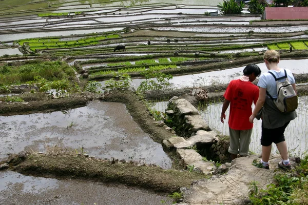 Pól ryżowych Batad Filipiny — Zdjęcie stockowe