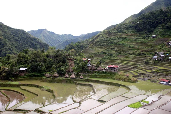 Батадские рисовые поля Филиппины — стоковое фото