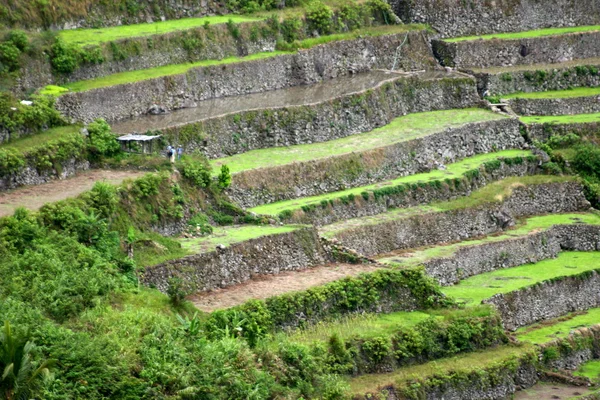Batad Reisfelder Philippinen — Stockfoto