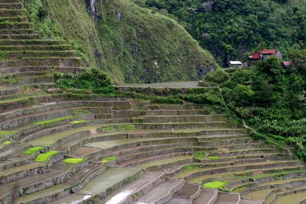 Batad Rýžové pole, Filipíny — Stock fotografie