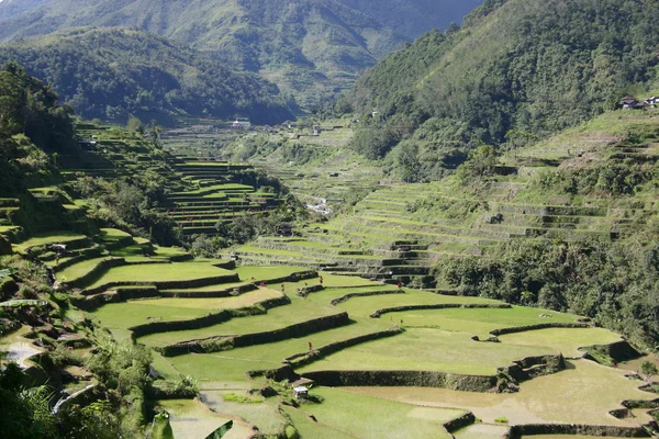 Reisfelder auf den Philippinen — Stockfoto
