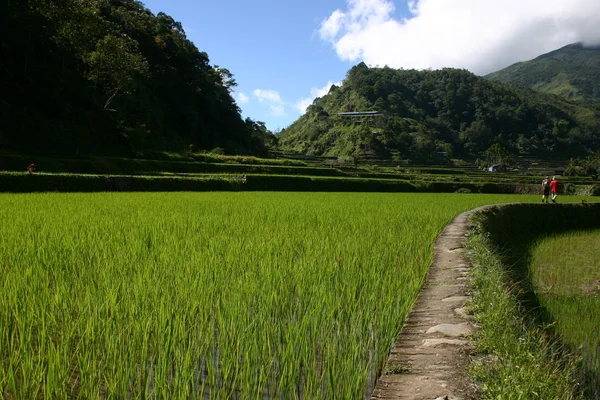 Рисовые поля — стоковое фото
