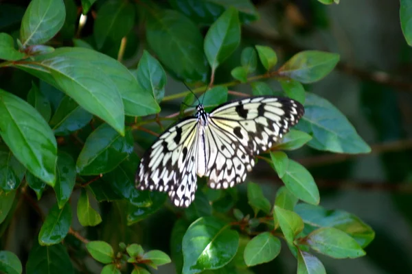 フィリピンを蝶します。 — ストック写真