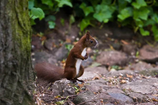 stock image Chipmunk