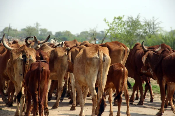 Indie krávy — Stock fotografie