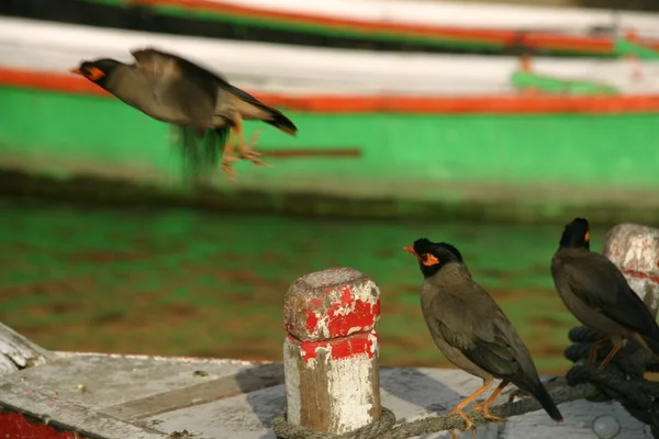 stock image Varanasi river