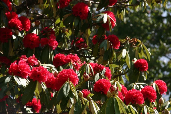 Rhododendronlar — Stok fotoğraf