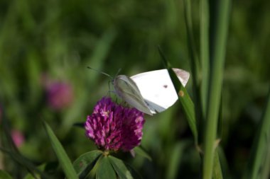 Butterfly clipart