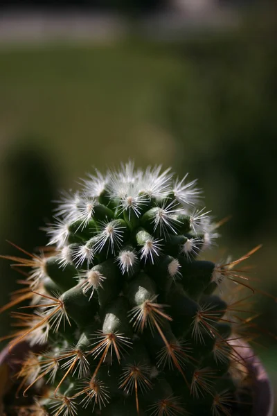 Zelený kaktus — Stock fotografie
