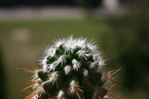 Zelený kaktus — Stock fotografie