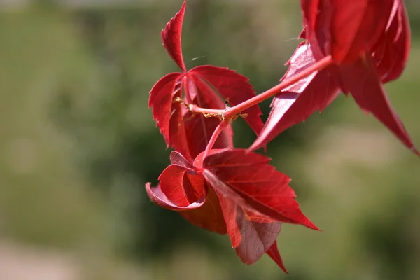 Kırmızı yapraklar — Stok fotoğraf