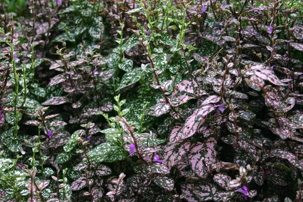 Arbusto violeta —  Fotos de Stock