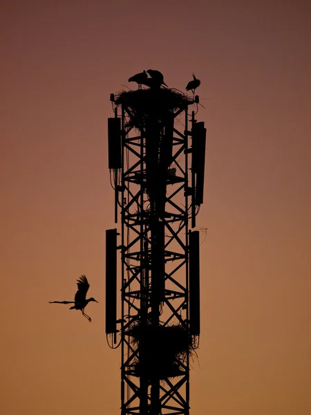 Torre y cigüeñas — Foto de Stock