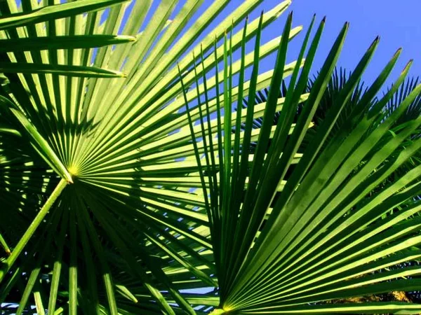 Palm — Stock Photo, Image