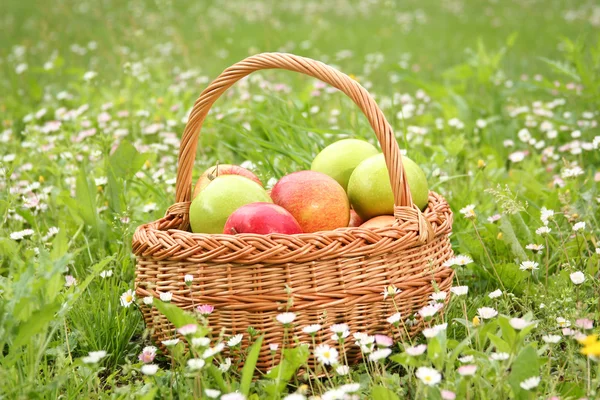 stock image Green garden