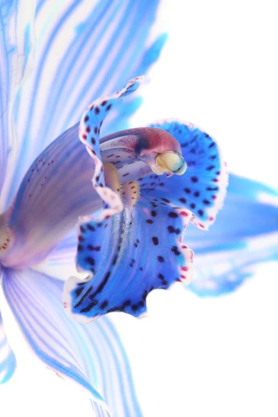 Синя квітка — стокове фото