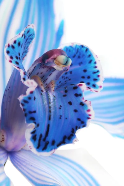 Blaue Orchidee — Stockfoto
