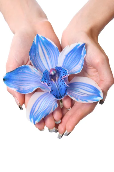 Mãos com ogchid azul — Fotografia de Stock