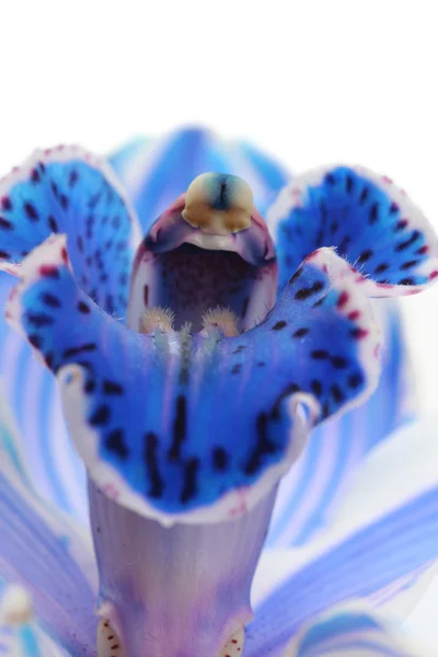 Orchidea na biały — Zdjęcie stockowe