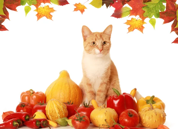 Nadýchaný podzimní kočka — Stock fotografie