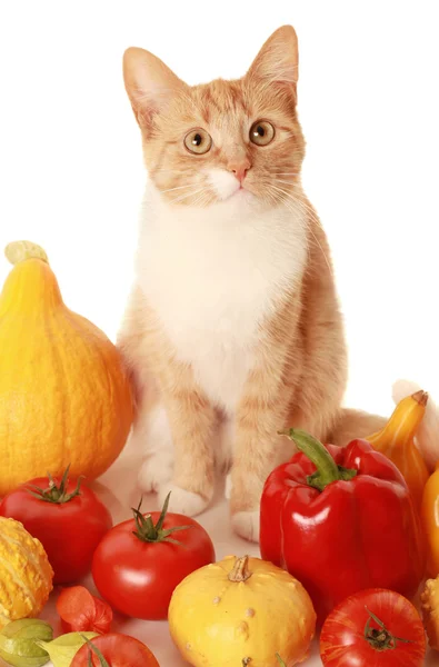 Vegetariánské kočka — Stock fotografie