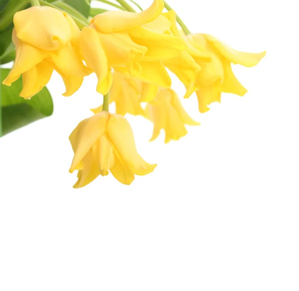 花のバナー — ストック写真