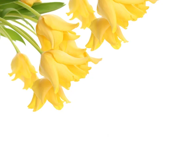 黄色の花びら — ストック写真
