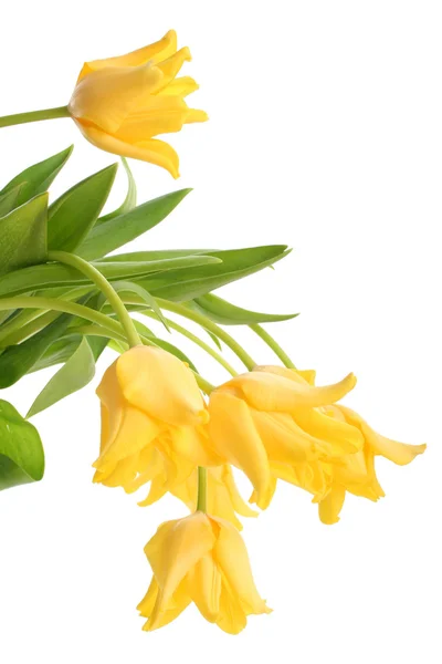 Tulipanes amarillos brillantes — Foto de Stock
