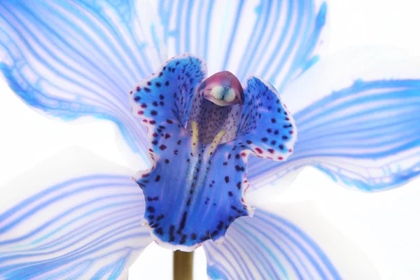 Orquídea sobre blanco — Foto de Stock