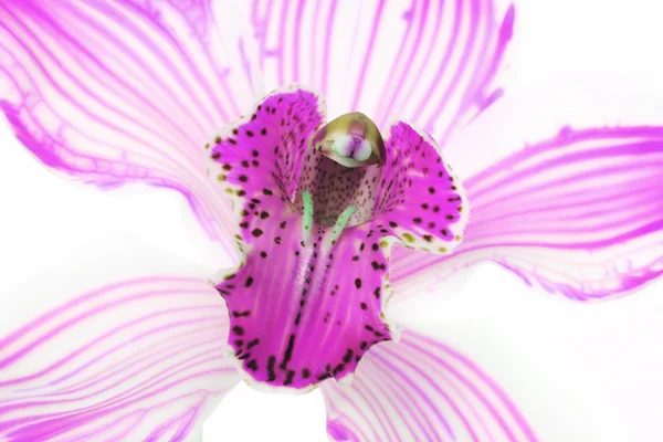 Orchid på vit — Stockfoto