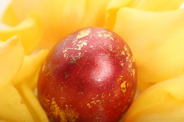 Ovo e tulipa — Fotografia de Stock
