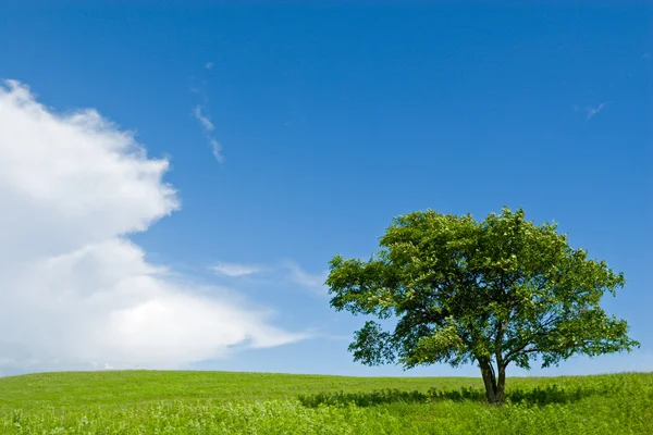 Eenzame boom - eik — Stockfoto