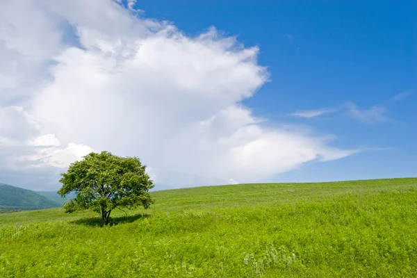 Одинокое дерево - дуб — стоковое фото