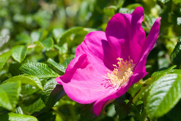 stock image Dog rose