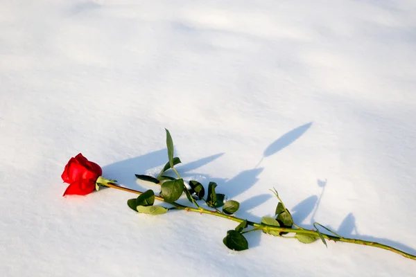 Rose snow — Stock Photo, Image