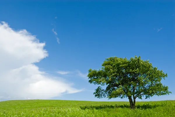Eenzame boom - eik Stockfoto