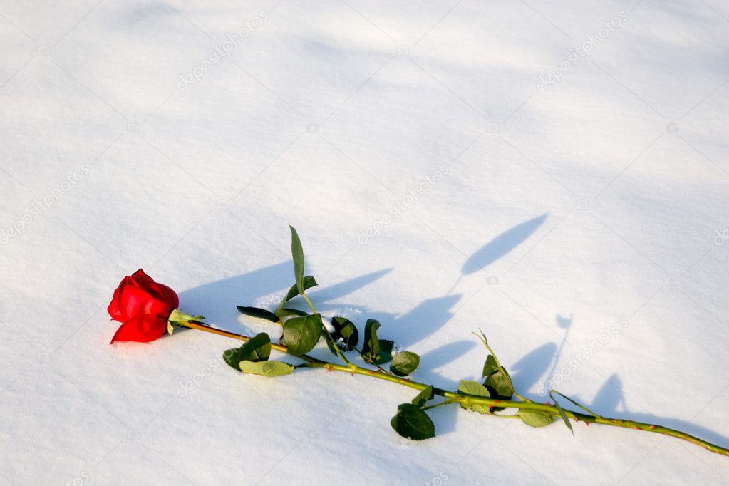 Rose snow — Stock Photo © Stas_K #1772909