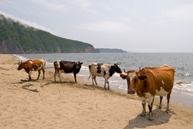 Cows beach clipart
