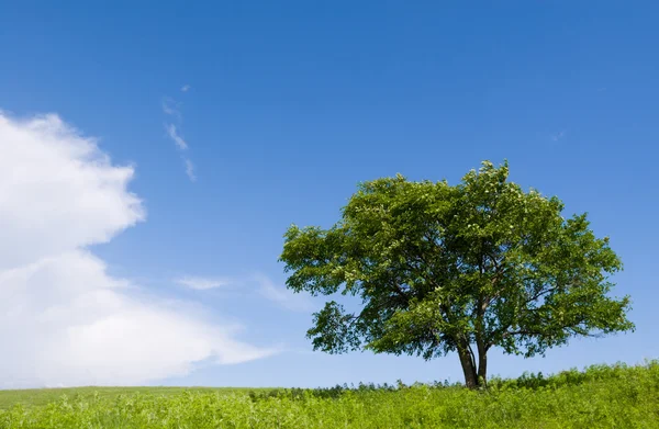 Árvore solitária - carvalho — Fotografia de Stock