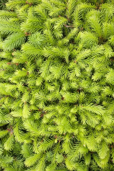 Needles fir — Stock Photo, Image
