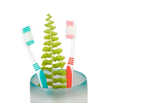 Toothbrushs & fern — Stockfoto