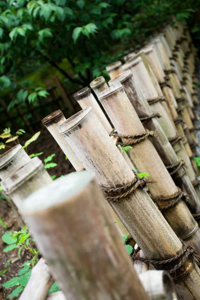 Natürlicher Bambus — Stockfoto