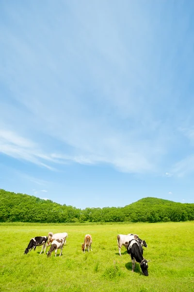 Cows.Pasture — Foto de Stock