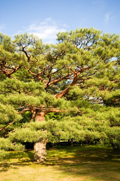 Oude pine — Stockfoto