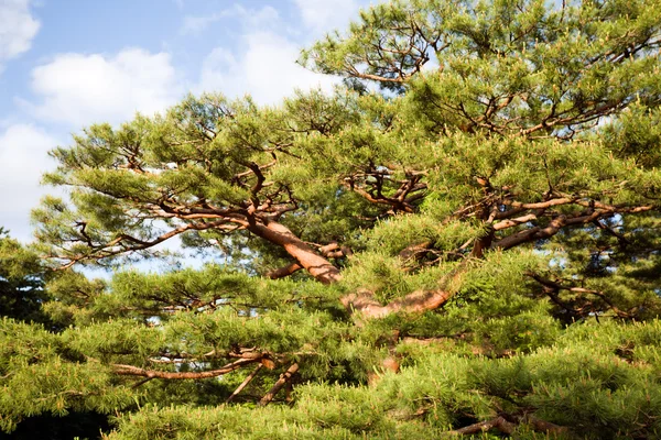 Oude pine — Stockfoto
