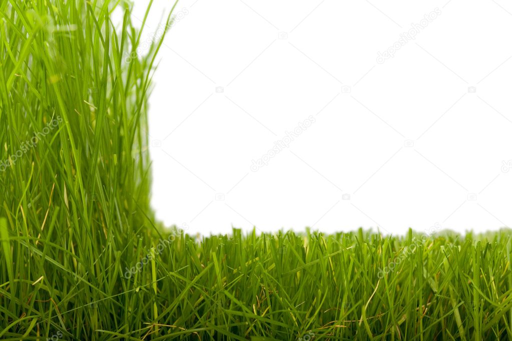 Grass & cut grass